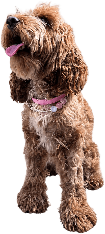 The same dog looking up, wearing a pink leather collar strung with rose quartz, clear crystal and silver charms.