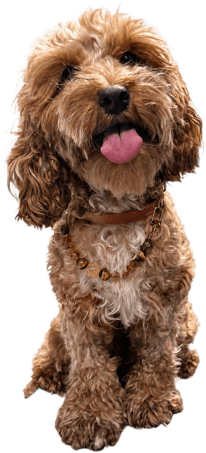 A ginger cockapoo sitting, wearing a tan leather collar strung with tiger’s eye, amber and citrine beads.